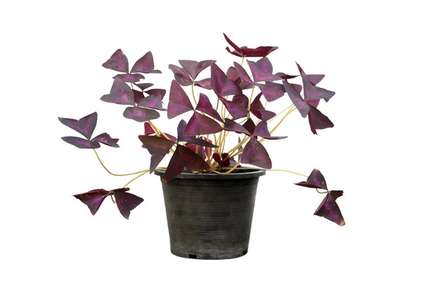 Oxalis in a pot — Stock Photo, Image