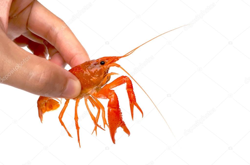 Hand holding a crayfish