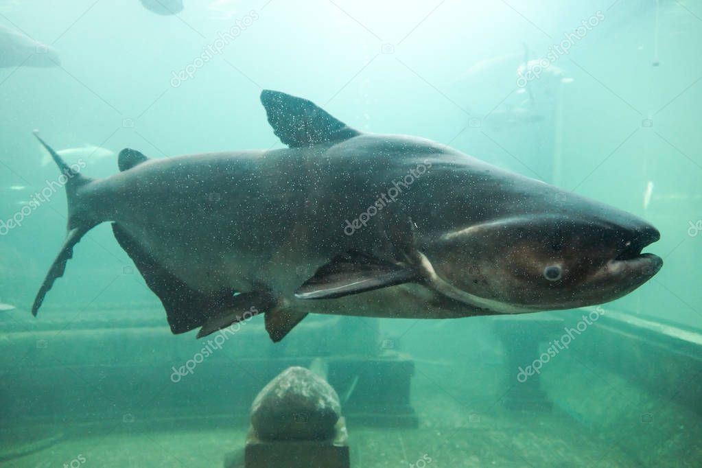 Pictures giant catfish Mekong giant catfish