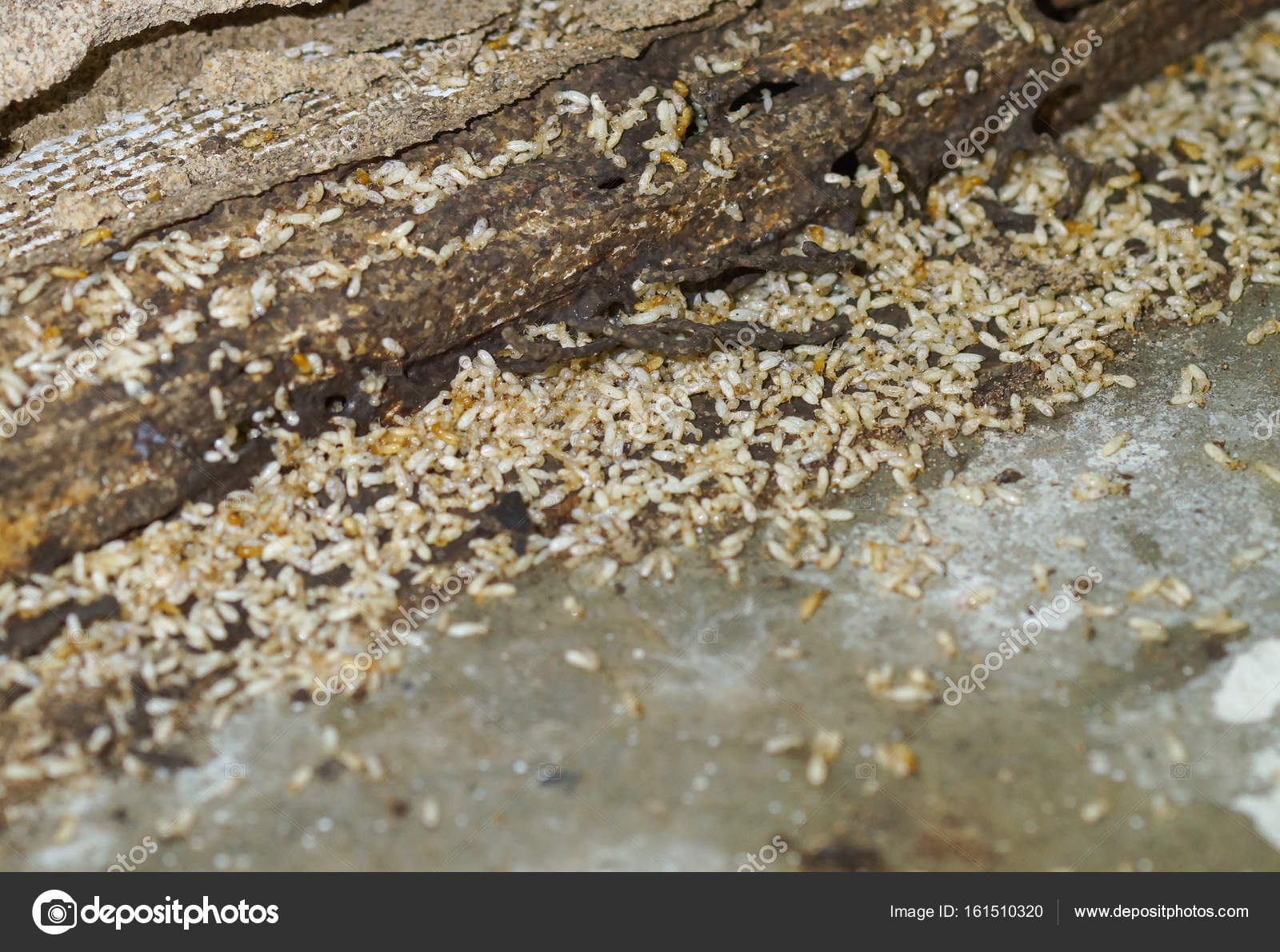 download grounded termite download grounded termite