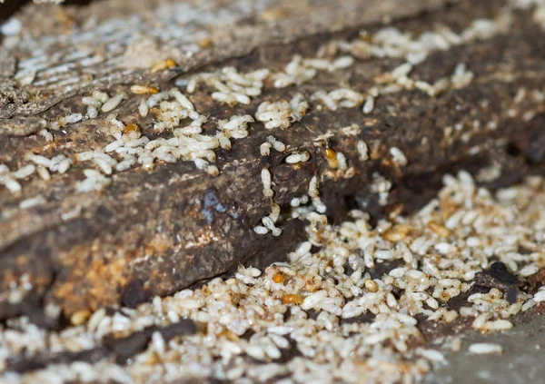 Problème de termite dans la maison — Photo