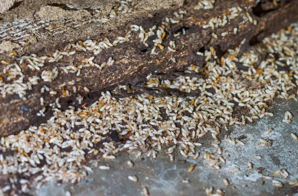 Problema de termitas en casa — Foto de Stock