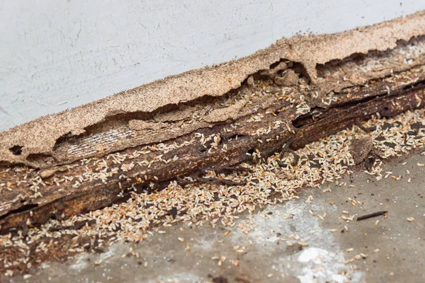 Problème de termite dans la maison — Photo
