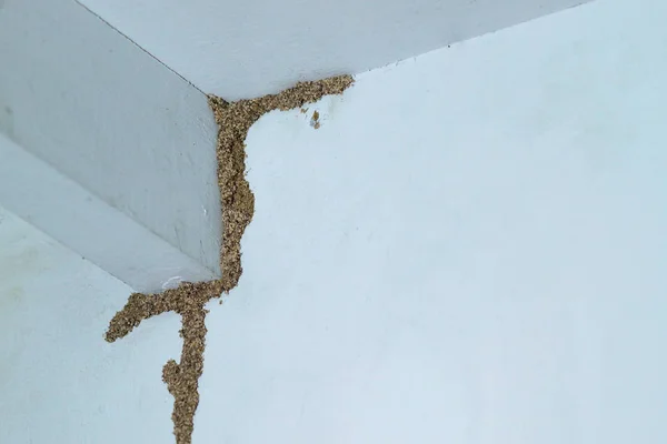 Problema di termite in casa — Foto Stock