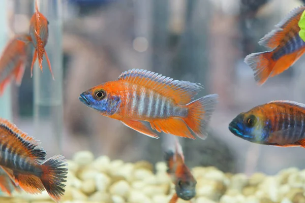 Colorful fish in an aquarium — Stock Photo, Image