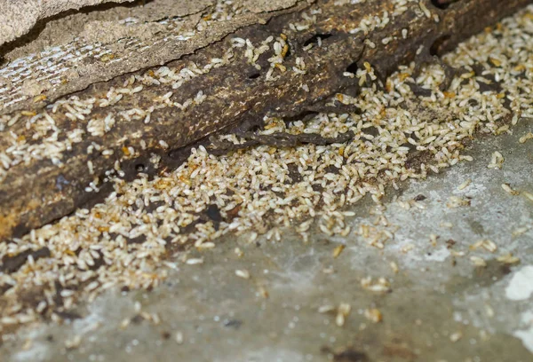 Termite problem in house — Stock Photo, Image