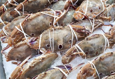 Üç-nokta Yüzme yengeçler