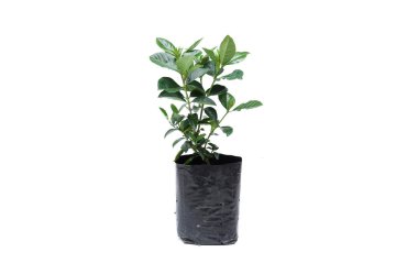 Balck plastik bir torbaya genç yeşil bitki 