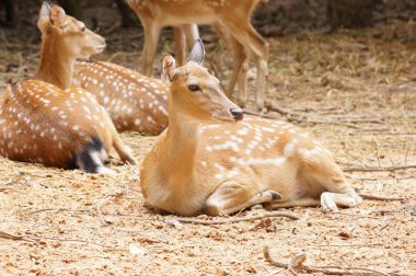 Sika geyiği Hayvanat Bahçesi