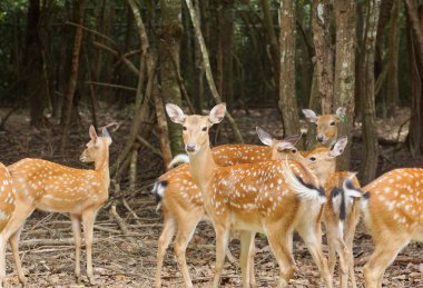 Sika geyiği Hayvanat Bahçesi