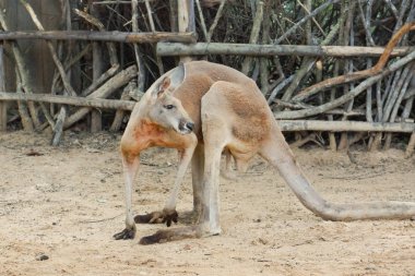 Kum üzerinde yürüme kanguru