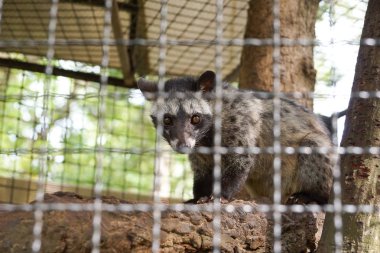 Asya palm civet içinde belgili tanımlık kafes