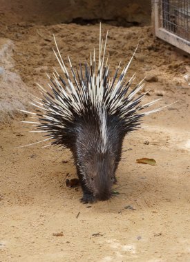 Malayan porcupine walking on the sand clipart