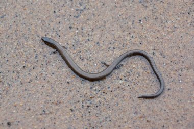 Esnek skink kısa limbed 