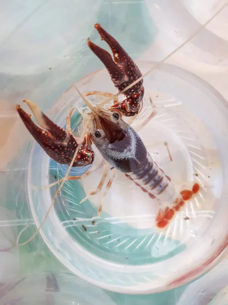 Crayfish in a plastic cup — Stock Photo, Image