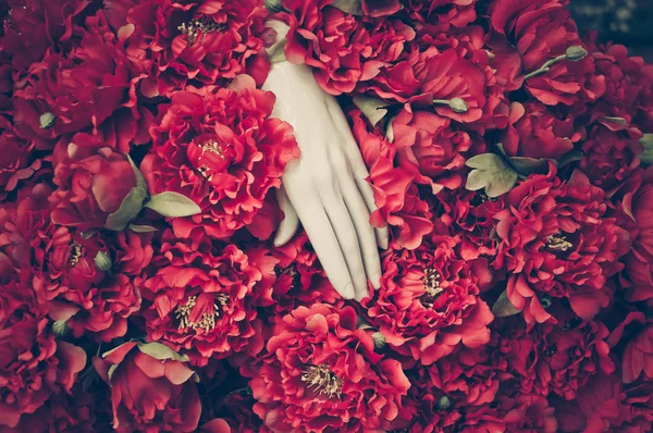 Weiße Hand in roter Blume — Stockfoto
