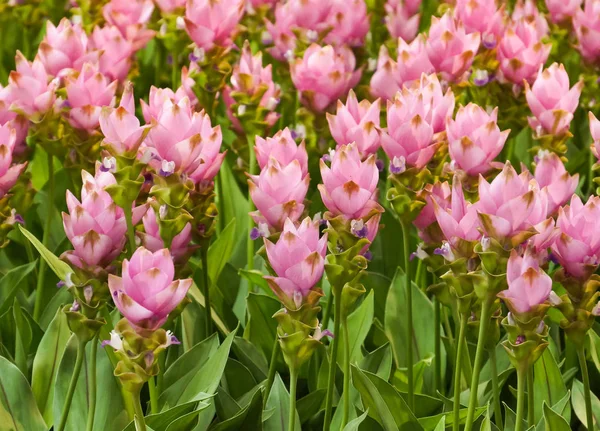 Wild flower field