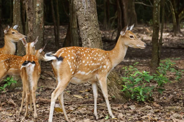 Sika deer in the zoo — Stock Photo, Image