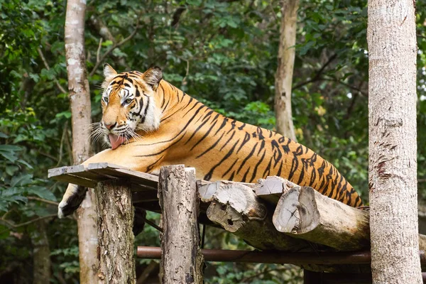 Bengal tijger in de dierentuin — Stockfoto
