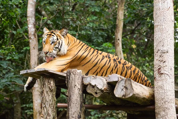 動物園のベンガルトラは — ストック写真