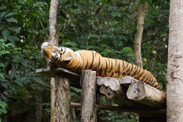 動物園のベンガルトラは — ストック写真