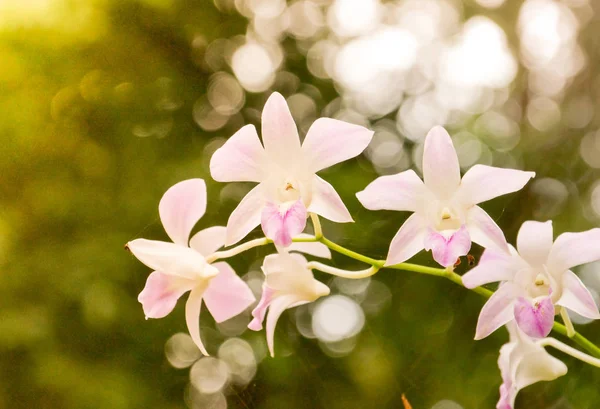 Um monte de orquídeas — Fotografia de Stock