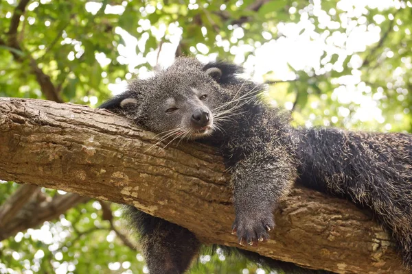 Bearcat alszik egy fa — Stock Fotó