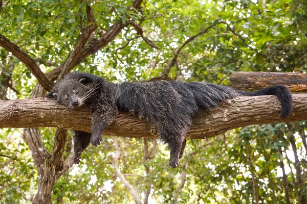 Bearcat dormindo em uma árvore — Fotografia de Stock