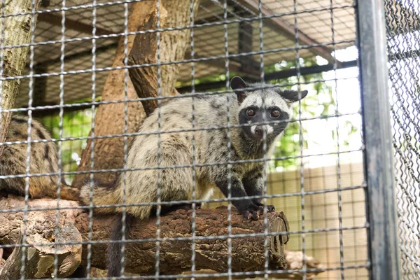 Asiatiska palmsibet i buren — Stockfoto