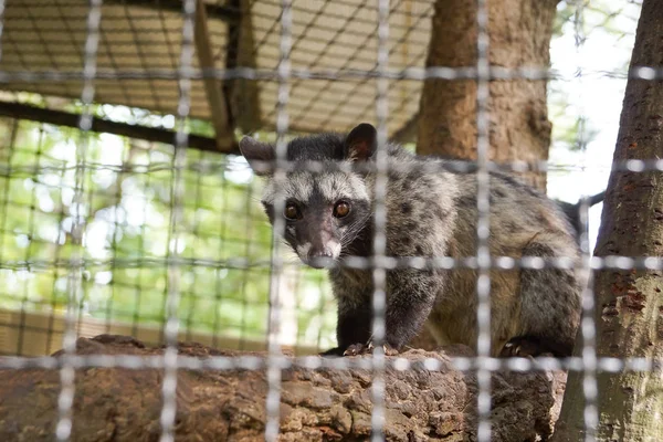 Civette de palmier asiatique dans la cage — Photo