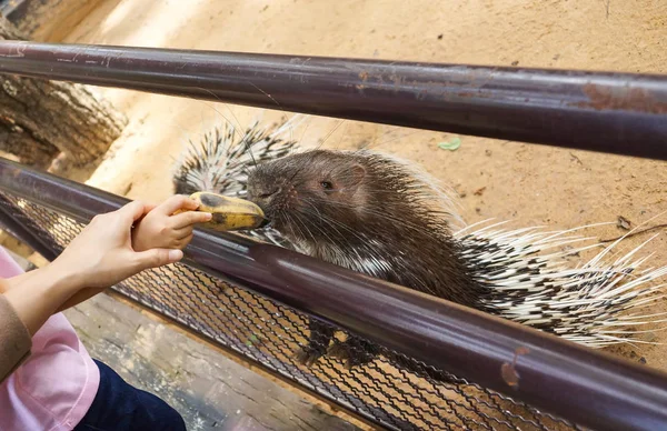Touristin füttert Stachelschwein mit Banane — Stockfoto