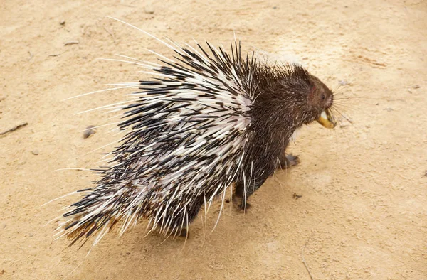 Malayan porcupine promenader på sanden — Stockfoto