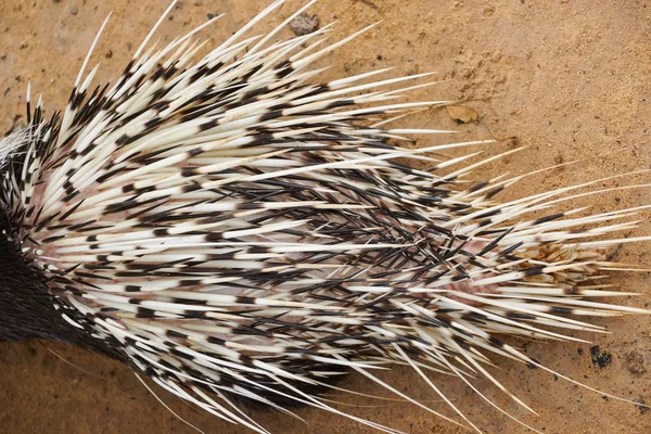 Closeup Porcupine Thorns — Stock Photo, Image