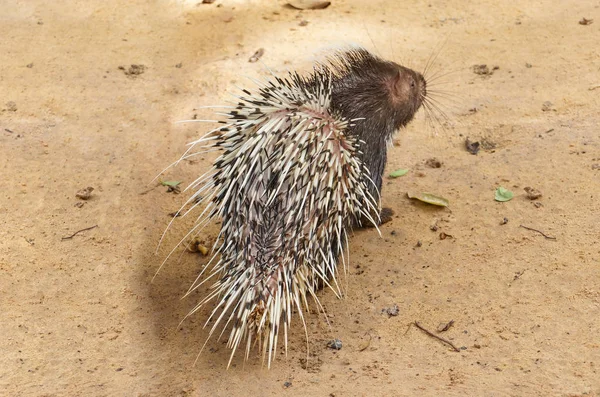 Malayan porcupine promenader på sanden — Stockfoto