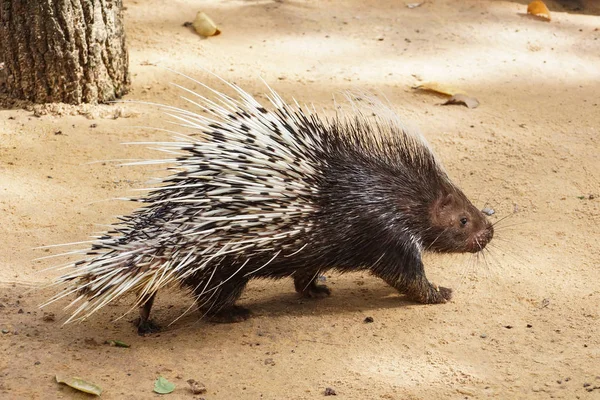 Malayan porcupine promenader på sanden — Stockfoto