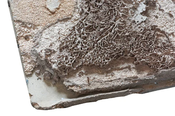 Problema di termite in casa — Foto Stock