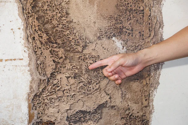 Problema di termite in casa — Foto Stock
