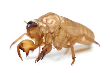 Ağustosböceği'nın altın kabuk 