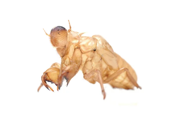 La cáscara dorada de Cicada —  Fotos de Stock