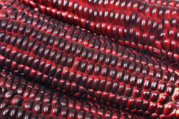 Blue corn kernel — Stock Photo, Image