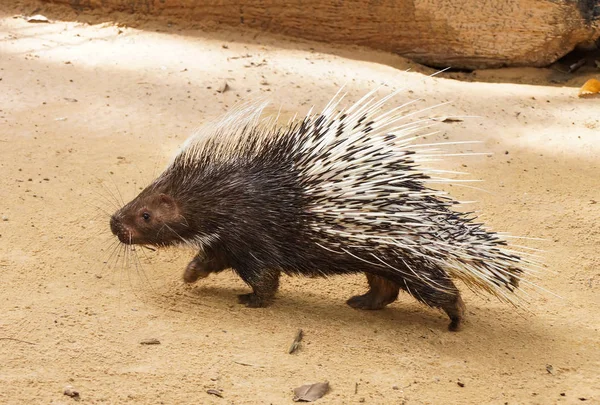 Malayan porcupine walking on the sand — Stock Photo, Image