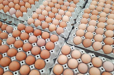 Kağıt tepsilerine tavuk yumurtası