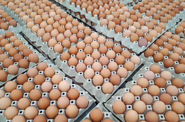 Kağıt tepsilerine tavuk yumurtası