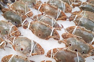 Donmuş üç nokta Yüzme yengeçler