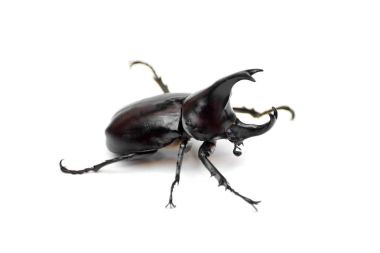 rhinoceros beetle 