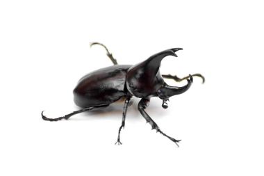 A rhinoceros beetle  clipart