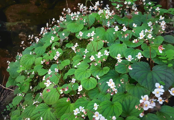 Begonia growing on rocks — Stock Photo, Image