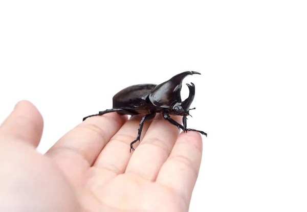 Mano sosteniendo un escarabajo rinoceronte — Foto de Stock