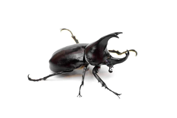 A rhinoceros beetle — Stock Photo, Image