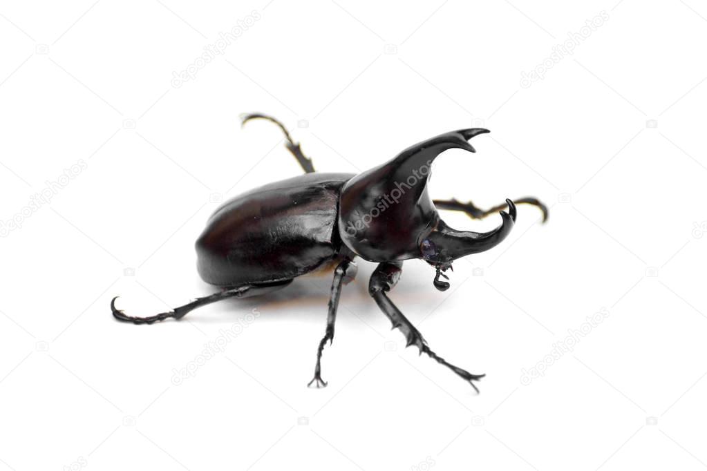 A rhinoceros beetle 